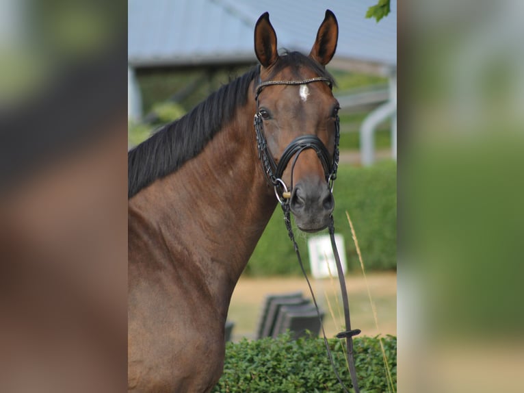 Westfale Stute 7 Jahre 165 cm Brauner in Datteln