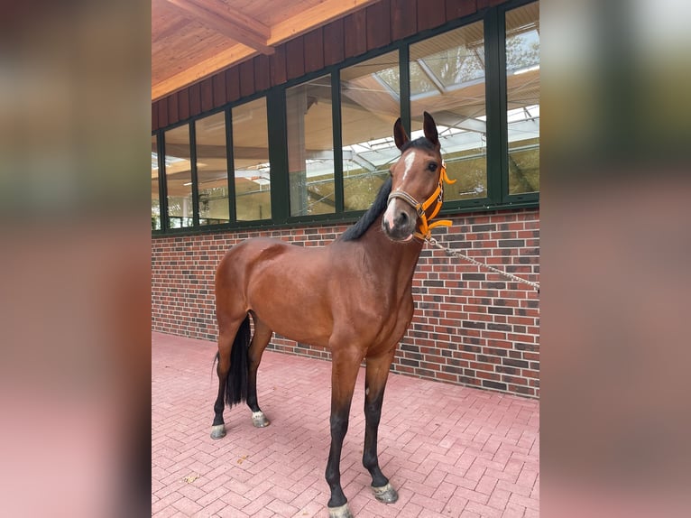Westfale Stute 7 Jahre 165 cm Brauner in Hamm