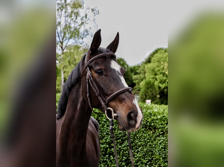 Westfale Stute 7 Jahre 165 cm Brauner in Essen