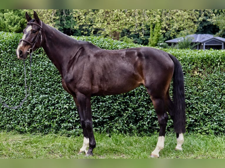 Westfale Stute 7 Jahre 165 cm Brauner in Essen