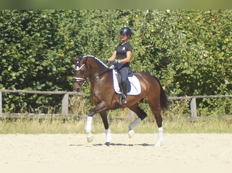 Westfale Stute 7 Jahre 165 cm Dunkelbrauner in Iserlohn