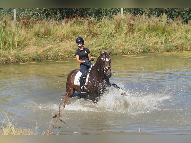 Westfale Stute 7 Jahre 165 cm Dunkelbrauner in Iserlohn