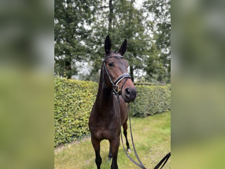 Westfale Stute 7 Jahre 166 cm Brauner in Rheine