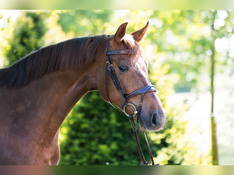 Westfale Stute 7 Jahre 166 cm Dunkelfuchs in Senden