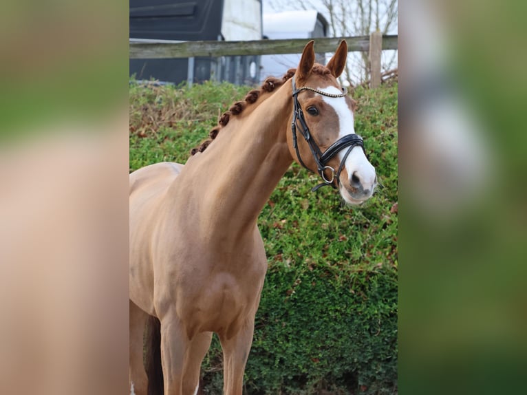 Westfale Stute 7 Jahre 166 cm Fuchs in Fröndenberg