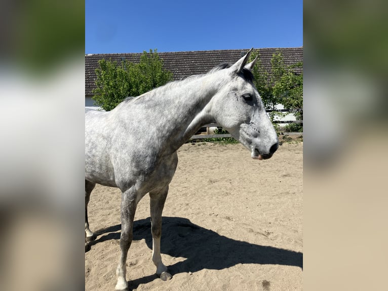 Westfale Stute 7 Jahre 166 cm Schimmel in Plank am Kamp