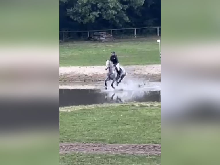 Westfale Stute 7 Jahre 166 cm Schimmel in Plank am Kamp