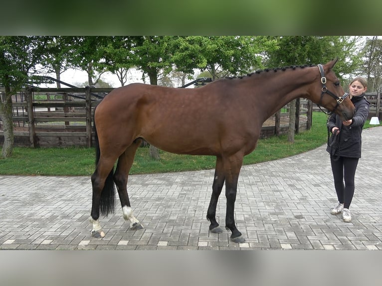 Westfale Stute 7 Jahre 167 cm Brauner in Eibergen