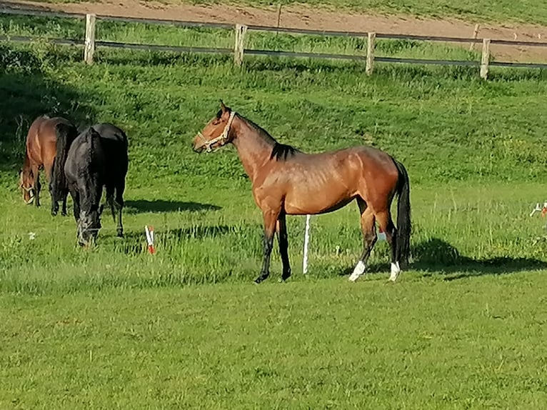 Westfale Stute 7 Jahre 167 cm Brauner in Frankenberg