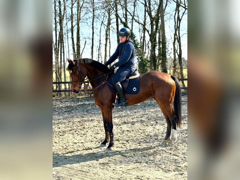 Westfale Stute 7 Jahre 167 cm Brauner in Dissen am Teutoburger Wald