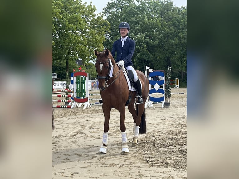 Westfale Stute 7 Jahre 167 cm Fuchs in Coesfeld