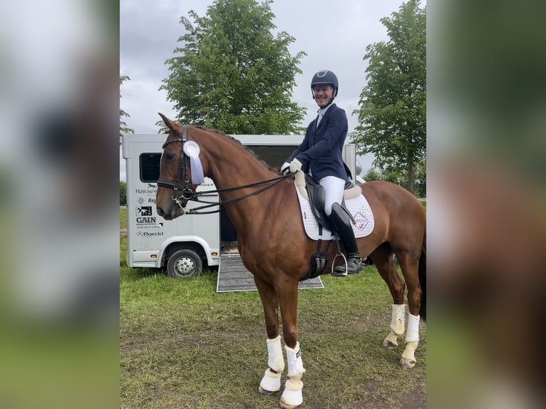 Westfale Stute 7 Jahre 167 cm Fuchs in Coesfeld