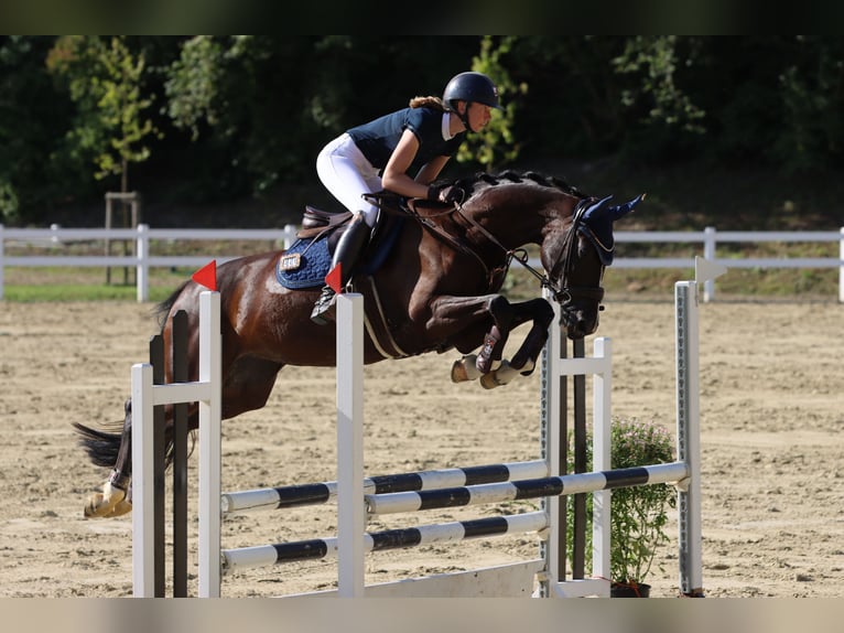 Westfale Stute 7 Jahre 167 cm Schwarzbrauner in Arnsberg