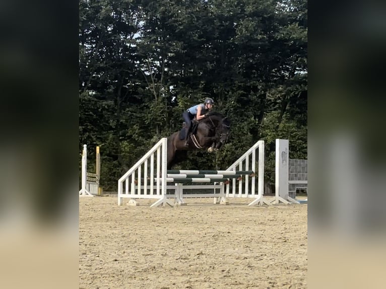 Westfale Stute 7 Jahre 167 cm Schwarzbrauner in Arnsberg
