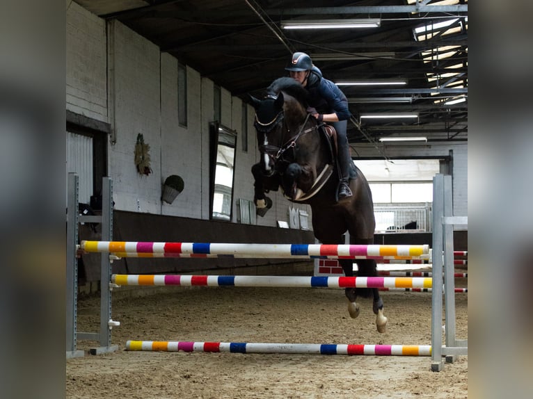 Westfale Stute 7 Jahre 167 cm Schwarzbrauner in Arnsberg