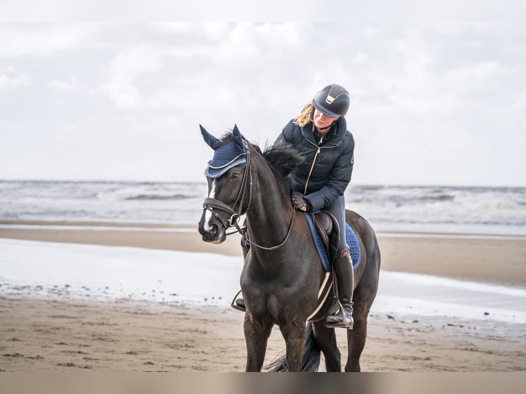 Westfale Stute 7 Jahre 167 cm Schwarzbrauner in Arnsberg