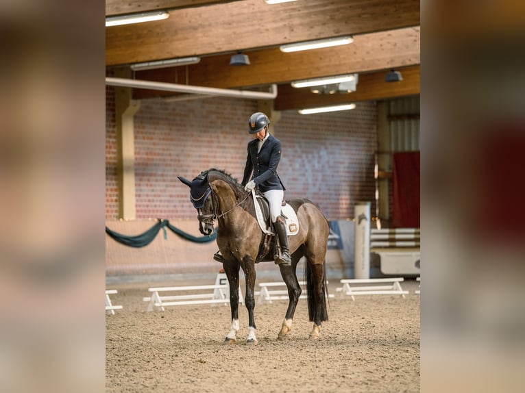 Westfale Stute 7 Jahre 167 cm Schwarzbrauner in Arnsberg