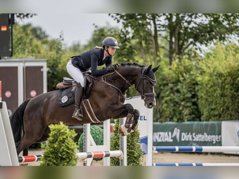 Westfale Stute 7 Jahre 167 cm Schwarzbrauner in Arnsberg