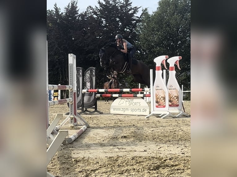 Westfale Stute 7 Jahre 167 cm Schwarzbrauner in Arnsberg