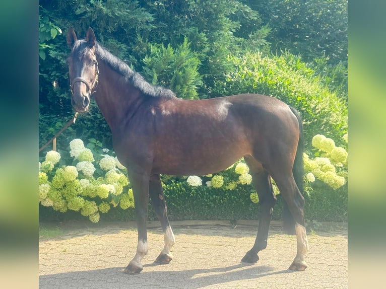 Westfale Stute 7 Jahre 167 cm Schwarzbrauner in Wipperf&#xFC;rthWipperf&#xFC;rth
