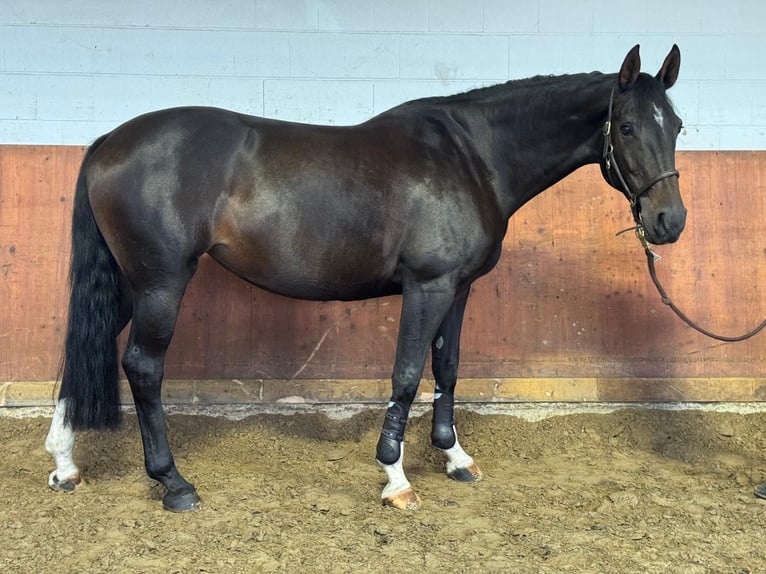 Westfale Stute 7 Jahre 167 cm Schwarzbrauner in Wipperf&#xFC;rthWipperf&#xFC;rth