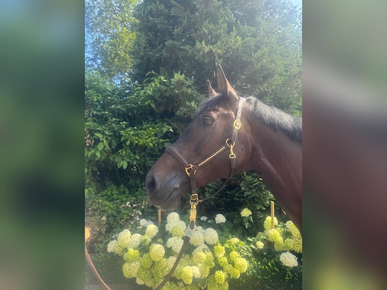 Westfale Stute 7 Jahre 167 cm Schwarzbrauner in Wipperf&#xFC;rthWipperf&#xFC;rth
