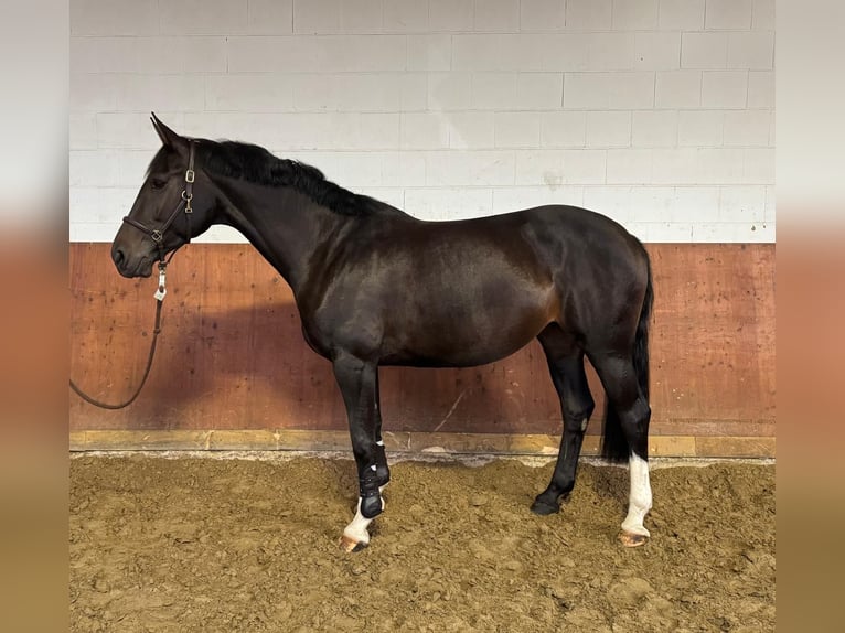 Westfale Stute 7 Jahre 167 cm Schwarzbrauner in Wipperf&#xFC;rthWipperf&#xFC;rth