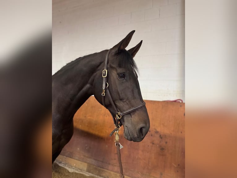 Westfale Stute 7 Jahre 167 cm Schwarzbrauner in Wipperf&#xFC;rthWipperf&#xFC;rth