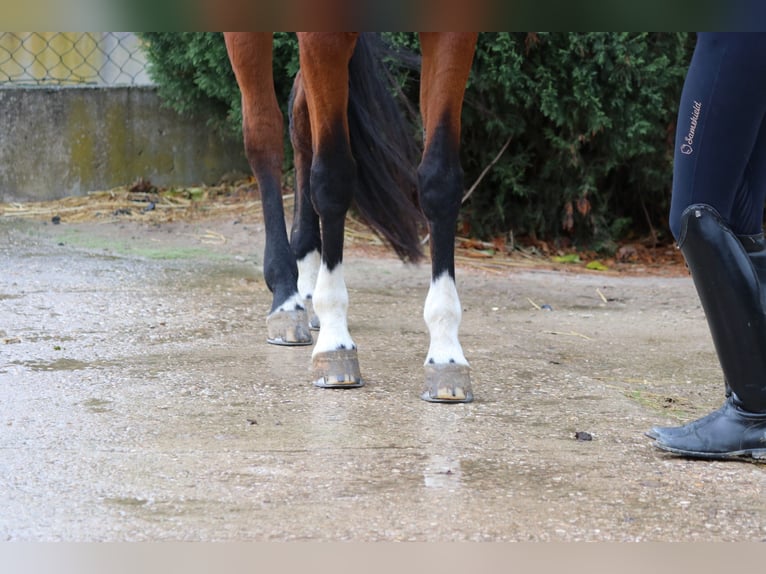 Westfale Stute 7 Jahre 168 cm Brauner in Erftstadt Westfale Stute 7 Jahre 168 cm Brauner in Erftstadt