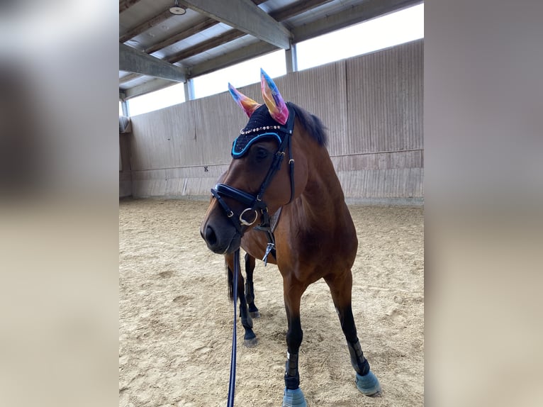 Westfale Stute 7 Jahre 168 cm Brauner in Straubing