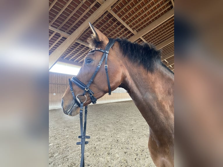 Westfale Stute 7 Jahre 168 cm Brauner in Straubing