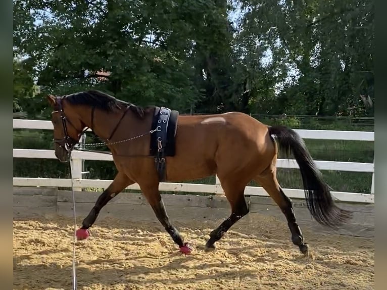 Westfale Stute 7 Jahre 168 cm Brauner in Straubing