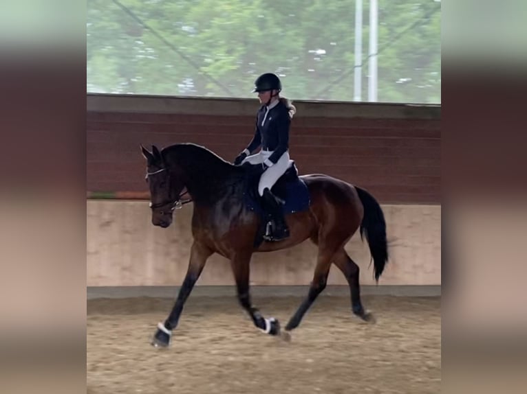 Westfale Stute 7 Jahre 168 cm Brauner in Paderborn