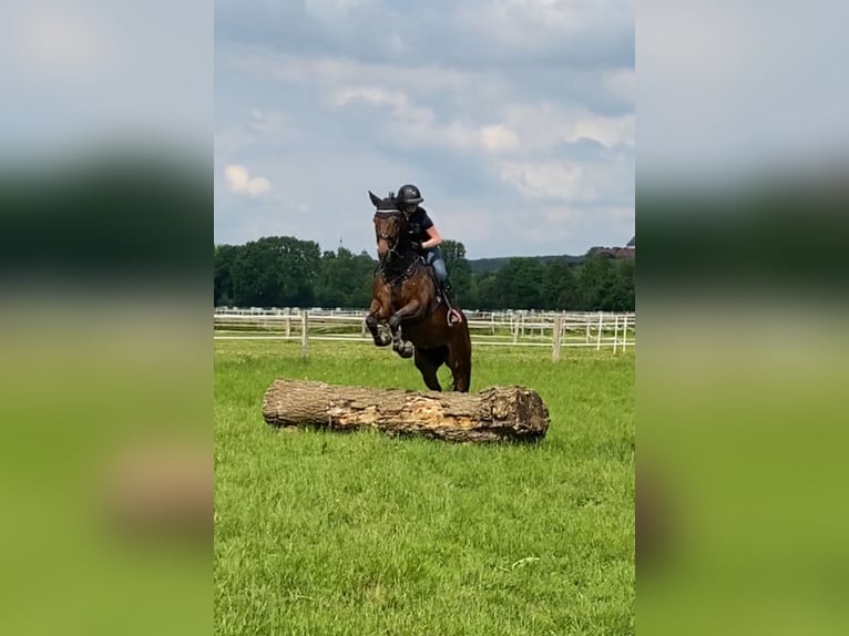 Westfale Stute 7 Jahre 168 cm Brauner in Paderborn