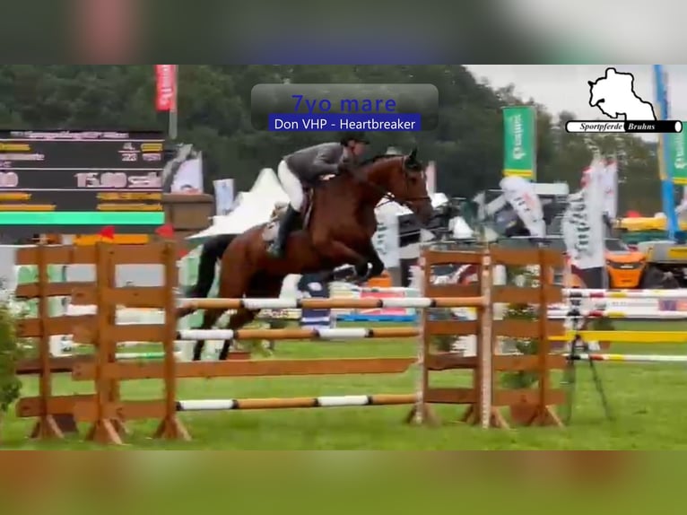 Westfale Stute 7 Jahre 168 cm Brauner in Gadow