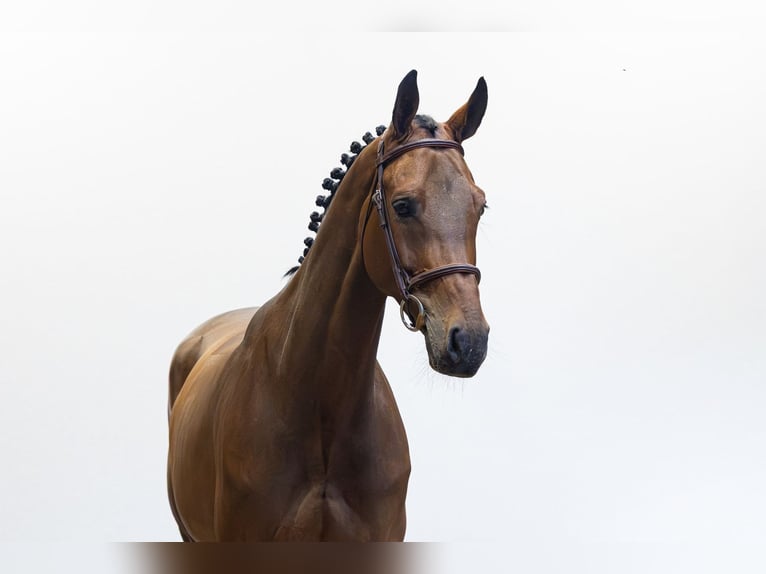 Westfale Stute 7 Jahre 168 cm Brauner in Waddinxveen
