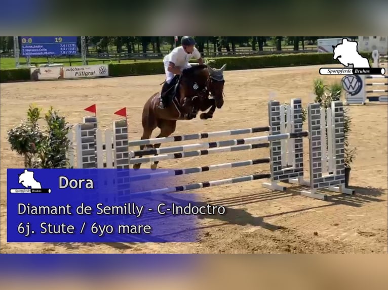 Westfale Stute 7 Jahre 168 cm Brauner in Gadow