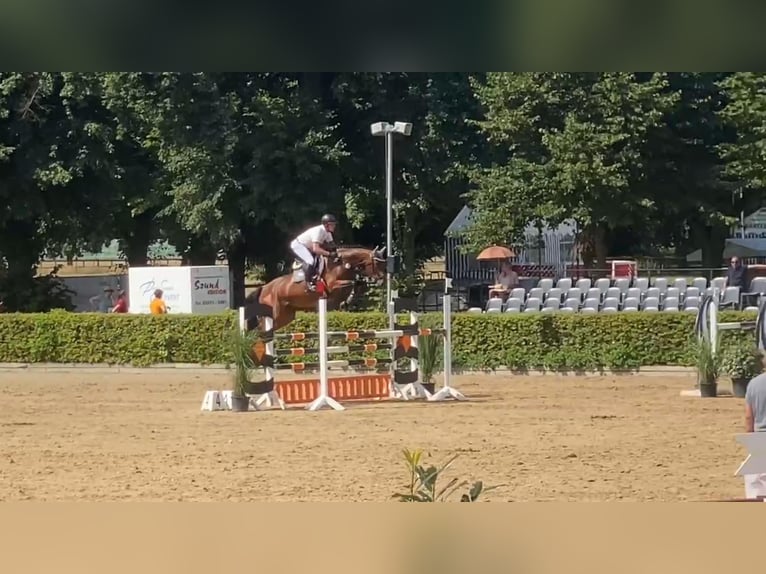 Westfale Stute 7 Jahre 168 cm Brauner in Gadow