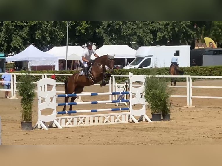 Westfale Stute 7 Jahre 168 cm Brauner in Gadow