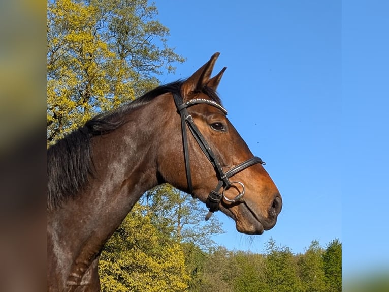 Westfale Stute 7 Jahre 168 cm Brauner in Winsen (Aller)