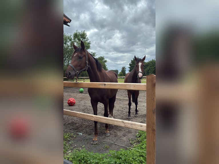 Westfale Stute 7 Jahre 168 cm  in Ahlen