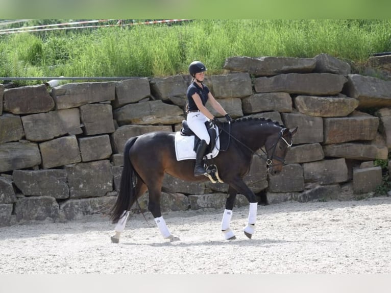 Westfale Stute 7 Jahre 168 cm in Lindlar