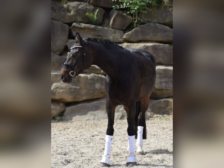 Westfale Stute 7 Jahre 168 cm in Lindlar