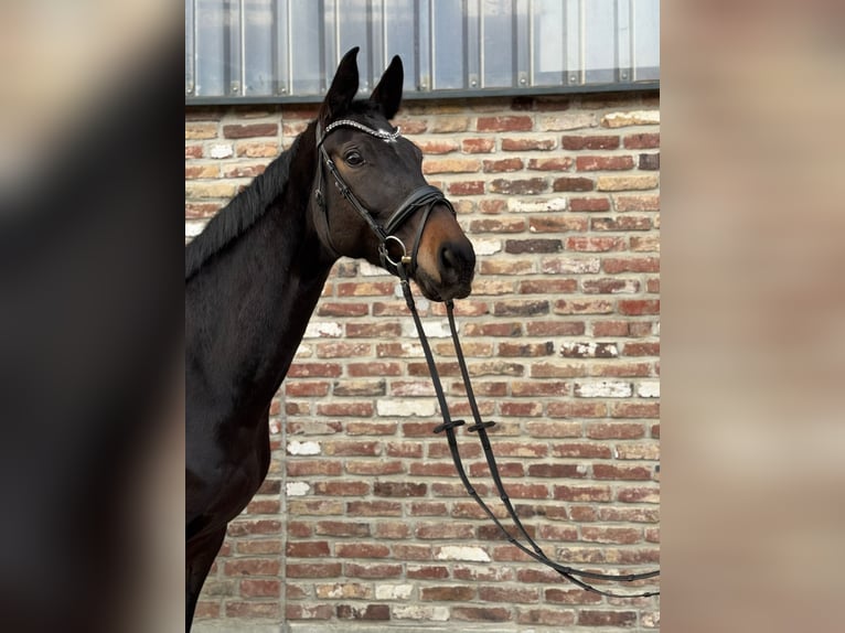 Westfale Stute 7 Jahre 168 cm Dunkelbrauner in Grevenbroich