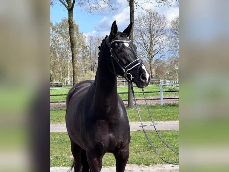 Westfale Stute 7 Jahre 168 cm Rappe in Nordhorn