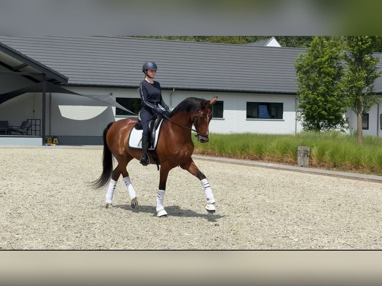 Westfale Stute 7 Jahre 168 cm Rotbrauner in Mol