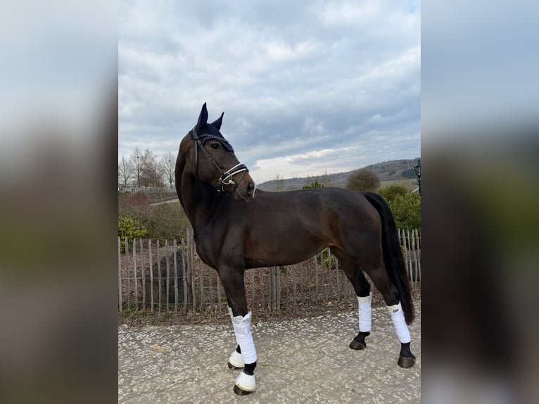 Westfale Stute 7 Jahre 168 cm Schwarzbrauner in Haiger