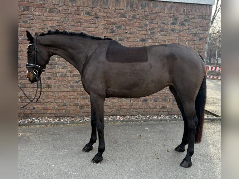 Westfale Stute 7 Jahre 168 cm Schwarzbrauner in Niederkassel