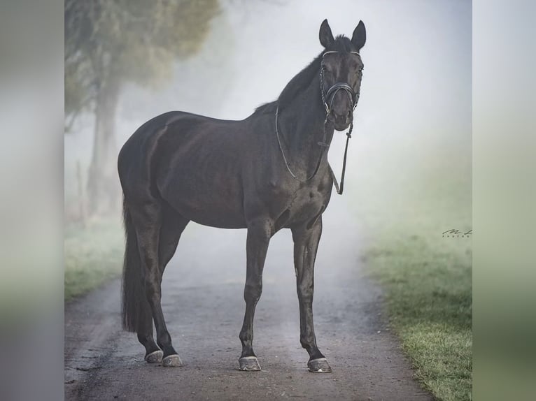 Westfale Stute 7 Jahre 168 cm Schwarzbrauner in Z&#xFC;lpich