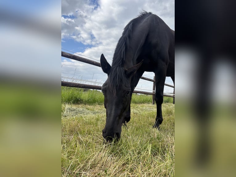 Westfale Stute 7 Jahre 168 cm Schwarzbrauner in Z&#xFC;lpich